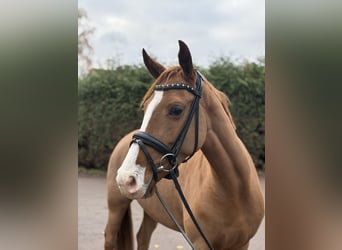 German Riding Pony, Mare, 6 years, 14,2 hh, Chestnut-Red