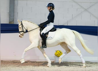 German Riding Pony, Mare, 6 years, 14,2 hh, Cremello