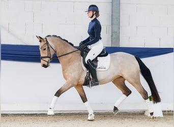 German Riding Pony, Mare, 6 years, 14,2 hh, Dun