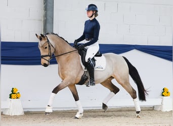 German Riding Pony, Mare, 6 years, 14,2 hh, Dun