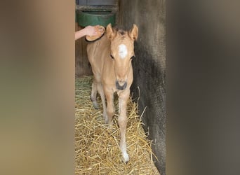 German Riding Pony, Mare, 6 years, 14,2 hh, Dun