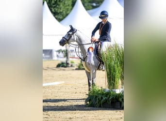 German Riding Pony, Mare, 6 years, 14,2 hh, Grey