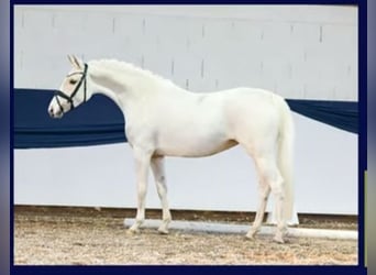 German Riding Pony, Mare, 6 years, 14,2 hh, Palomino