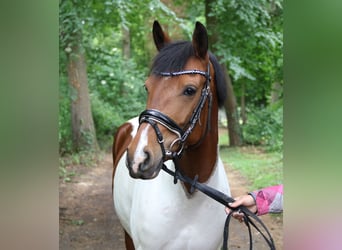 German Riding Pony, Mare, 6 years, 14,2 hh, Pinto