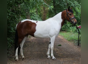 German Riding Pony, Mare, 6 years, 14,2 hh, Pinto