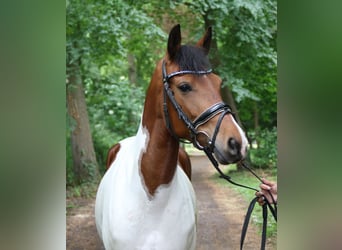 German Riding Pony, Mare, 6 years, 14,2 hh, Pinto