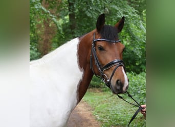 German Riding Pony, Mare, 6 years, 14,2 hh, Pinto