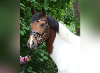 German Riding Pony, Mare, 6 years, 14,2 hh, Pinto