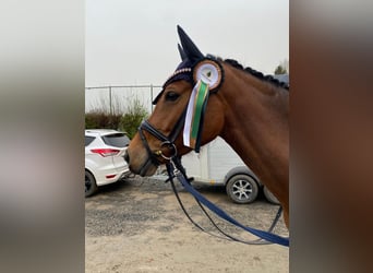 German Riding Pony, Mare, 6 years, 15,1 hh, Brown