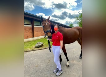 German Riding Pony, Mare, 6 years, 15,1 hh, Brown