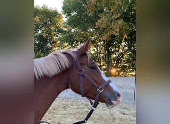 German Riding Pony, Mare, 6 years, 15.2 hh, Chestnut-Red
