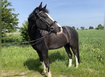 German Riding Pony, Mare, 6 years, 15.2 hh, Gray-Dark-Tan