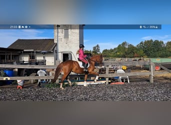 German Riding Pony, Mare, 6 years, 15 hh, Chestnut-Red