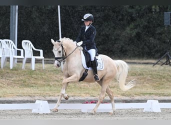 German Riding Pony, Mare, 6 years, 15 hh, Palomino