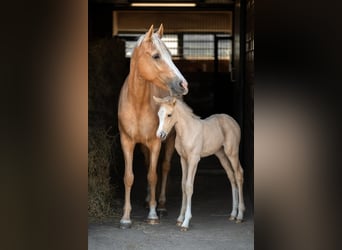 German Riding Pony, Mare, 6 years, 15 hh, Palomino