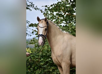 German Riding Pony, Mare, 6 years, 15 hh, Palomino