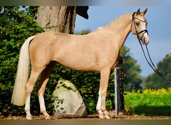 German Riding Pony, Mare, 6 years, 15 hh, Palomino