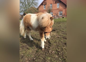 German Riding Pony, Mare, 6 years, 9.1 hh, Pinto