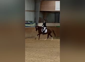 German Riding Pony, Mare, 7 years, 13,2 hh, Brown-Light