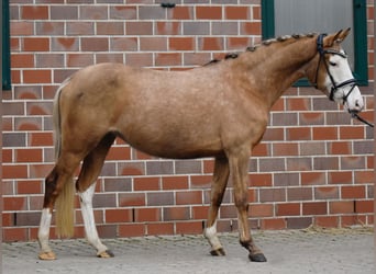 German Riding Pony, Mare, 7 years, 13.2 hh, Palomino