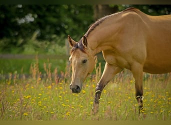 German Riding Pony, Mare, 7 years, 13.3 hh, Buckskin
