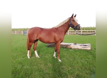 German Riding Pony, Mare, 7 years, 13.3 hh, Chestnut-Red