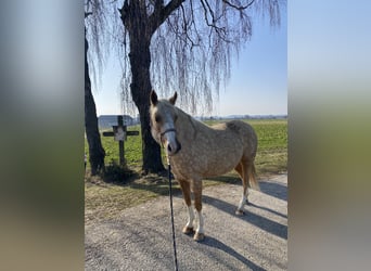 German Riding Pony, Mare, 7 years, 13.3 hh, Palomino