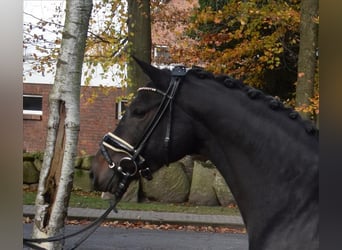German Riding Pony, Mare, 7 years, 13.3 hh, Smoky-Black