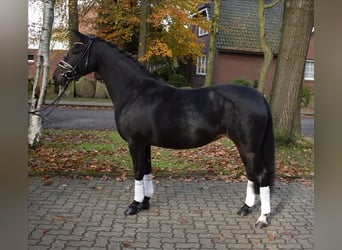 German Riding Pony, Mare, 7 years, 13.3 hh, Smoky-Black