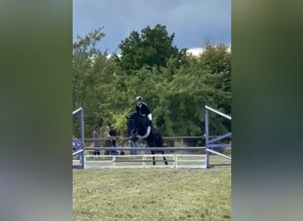 German Riding Pony, Mare, 7 years, 13,3 hh, Black