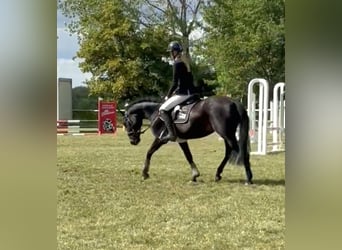German Riding Pony, Mare, 7 years, 13,3 hh, Black