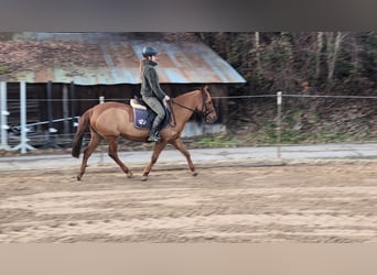 German Riding Pony, Mare, 7 years, 13,3 hh, Chestnut-Red
