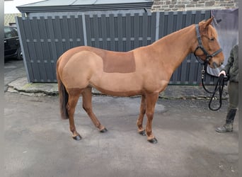 German Riding Pony, Mare, 7 years, 13,3 hh, Chestnut-Red