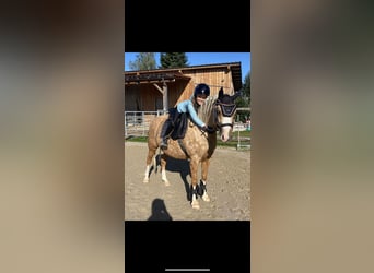 German Riding Pony, Mare, 7 years, 13,3 hh, Palomino