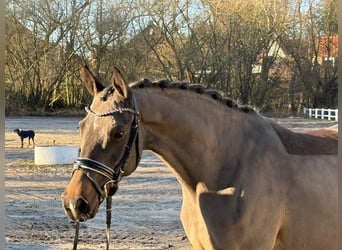 German Riding Pony, Mare, 7 years, 14.1 hh, Bay-Dark