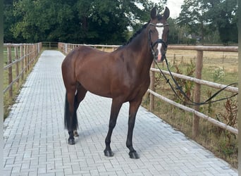 German Riding Pony, Mare, 7 years, 14.1 hh, Bay-Dark