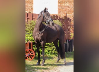 German Riding Pony, Mare, 7 years, 14.1 hh, Black