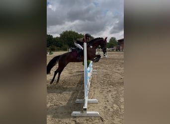 German Riding Pony, Mare, 7 years, 14.1 hh, Black