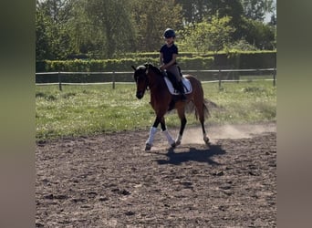 German Riding Pony, Mare, 7 years, 14.1 hh, Brown