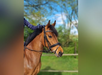 German Riding Pony, Mare, 7 years, 14.1 hh, Brown