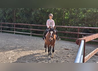 German Riding Pony, Mare, 7 years, 14,1 hh, Brown