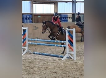 German Riding Pony Mix, Mare, 7 years, 14.1 hh, Brown