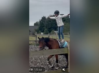 German Riding Pony Mix, Mare, 7 years, 14.1 hh, Brown