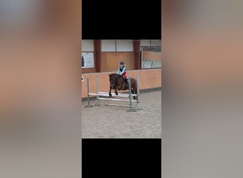German Riding Pony Mix, Mare, 7 years, 14.1 hh, Brown