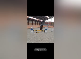 German Riding Pony Mix, Mare, 7 years, 14.1 hh, Brown