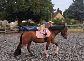 German Riding Pony Mix, Mare, 7 years, 14.1 hh, Brown