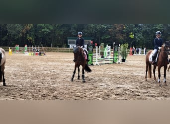 German Riding Pony Mix, Mare, 7 years, 14.1 hh, Brown