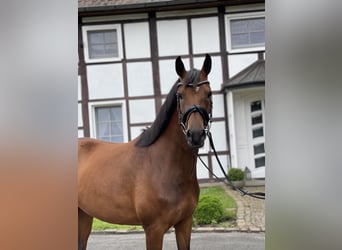 German Riding Pony, Mare, 7 years, 14.1 hh, Brown