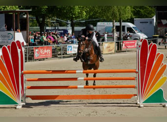 German Riding Pony, Mare, 7 years, 14.1 hh, Brown