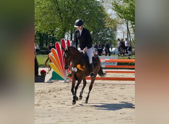 German Riding Pony, Mare, 7 years, 14.1 hh, Brown